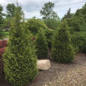 Thuja x plicata 'Junior Giant' Junior Giant Arborvitae from Moose Crossing Garden Center