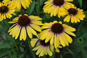 Echinacea purpurea 'Butterfly Yellow Rainbow Marcella' Coneflower from Moose Crossing Garden Center