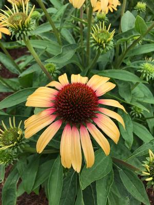 Echinacea purpurea 'Smoothie Strawberry Mango' Coneflower from Moose Crossing Garden Center