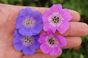 Geranium hybrid 'Kelly-Anne' Cranesbill from Moose Crossing Garden Center