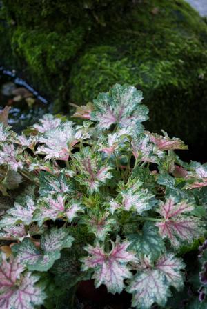 Heuchera hybrid 'Dew Drops' Coral Bells from Moose Crossing Garden Center