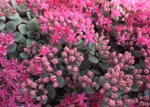 Sedum 'Sun Sparkler Cosmic Comet' Stonecrop from Moose Crossing Garden Center