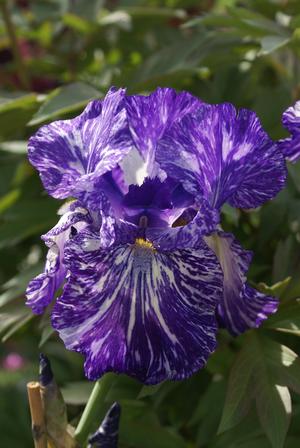 Iris germanica 'Batik' German Iris from Moose Crossing Garden Center