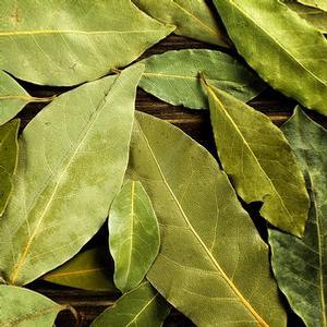 Laurus nobilis 'Sweet Bay' Bay Leaves from Moose Crossing Garden Center