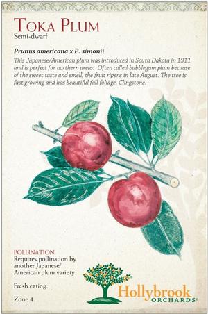 Prunus hybrid 'Toka' Japanases/American Plum from Moose Crossing Garden Center