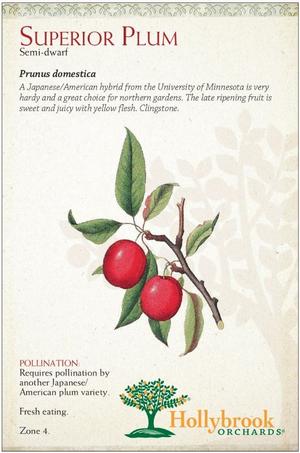 Prunus hybrid 'Superior' Japanases/American Plum from Moose Crossing Garden Center