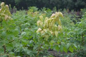 Koelreuteria paniculata 'Goldenrain' Goldenrain Tree from Moose Crossing Garden Center