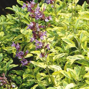 Herb Salvia Sage 'Golden' Herb Salvia Sage from Moose Crossing Garden Center