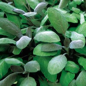 Herb Salvia Sage 'Purple Sage' Herb Salvia Sage from Moose Crossing Garden Center