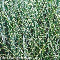 Miscanthus sinensis 'Zebrinus' Zebra Grass from Moose Crossing Garden Center