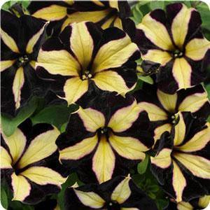 Petunia hybrid 'Phantom' Petunia from Moose Crossing Garden Center