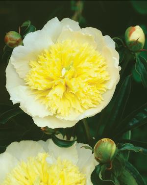 Paeonia lactiflora 'Primevere' Garden Peony from Moose Crossing Garden Center