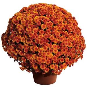 Chrysanthemum Garden Mum 'Spicy Cheryl' Garden Mum from Moose Crossing Garden Center