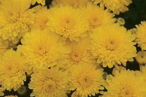 Chrysanthemum Garden Mum 'Sparkling Cheryl' Garden Mum from Moose Crossing Garden Center