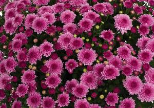 Chrysanthemum Garden Mum 'Pink Cheryl' Garden Mum from Moose Crossing Garden Center