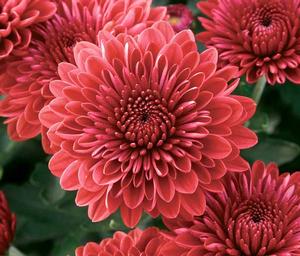 Chrysanthemum Garden Mum 'Jolly Cheryl' Garden Mum from Moose Crossing Garden Center