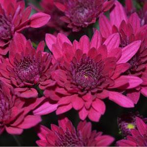 Chrysanthemum Garden Mum 'Majesty Purple' Garden Mum from Moose Crossing Garden Center