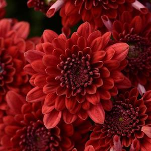 Chrysanthemum Garden Mum 'Majesty Red' Garden Mum from Moose Crossing Garden Center