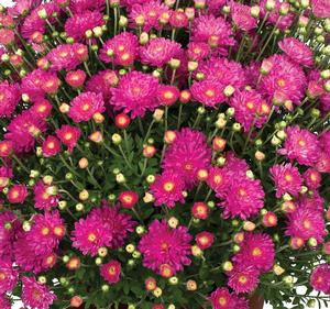 Chrysanthemum Garden Mum 'Debbie Hot Pink' Garden Mum from Moose Crossing Garden Center