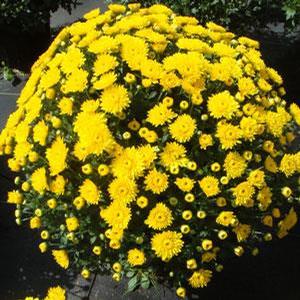 Chrysanthemum Garden Mum 'Katelli Yellow' Garden Mum from Moose Crossing Garden Center