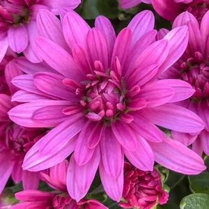 Chrysanthemum Garden Mum 'Misty Lilac Pink' Garden Mum from Moose Crossing Garden Center