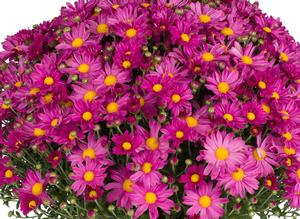 Chrysanthemum Garden Mum 'Demi Pink' Garden Mum from Moose Crossing Garden Center