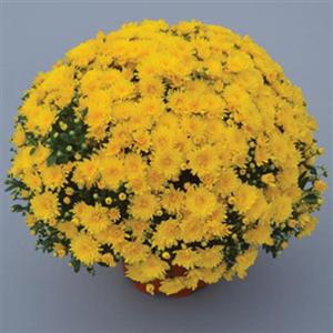 Chrysanthemum Garden Mum 'Gold Cup Yellow' Garden Mum from Moose Crossing Garden Center
