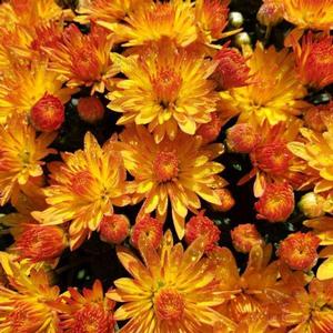 Chrysanthemum Garden Mum 'Cracklin Golden' Garden Mum from Moose Crossing Garden Center