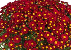 Chrysanthemum Garden Mum 'Rihanna Red' Garden Mum from Moose Crossing Garden Center