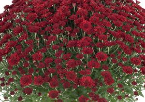 Chrysanthemum Garden Mum 'Selena Red' Garden Mum from Moose Crossing Garden Center