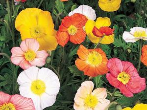 Papaver nudicaule 'Champagne Bubbles Mix' Iceland Poppy from Moose Crossing Garden Center