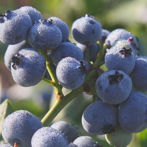 Vaccinium corymbosum 'Blue Gold' Highbush Blueberry from Moose Crossing Garden Center