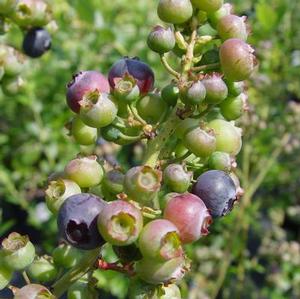 Vaccinium corymbosum 'Reka' Highbush Blueberry from Moose Crossing Garden Center