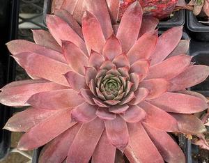 Sempervivum 'Peggy' Hens & Chicks from Moose Crossing Garden Center