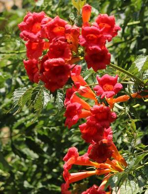 Campsis radicans 'Flamenco' Trumpet Vine from Moose Crossing Garden Center