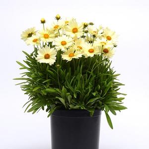 Coreopsis hybrid 'Uptick Cream' Tickseed from Moose Crossing Garden Center