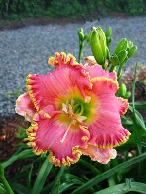 Hemerocallis hybrid 'Diva's Choice' Daylily from Moose Crossing Garden Center
