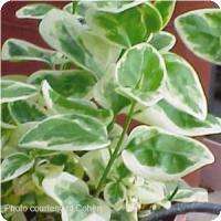 Vinca major 'Variegata' Vinca from Moose Crossing Garden Center