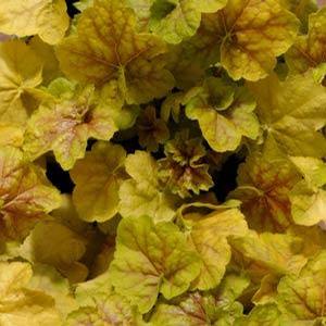 Heuchera villosa 'Tiramisu' Coral Bells from Moose Crossing Garden Center