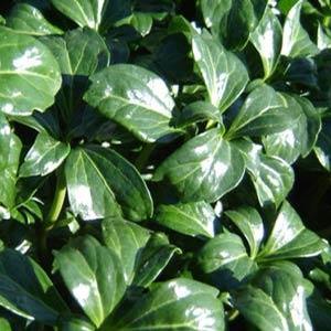 Pachysandra terminalis 'Green Sheen' Japanese Spurge from Moose Crossing Garden Center