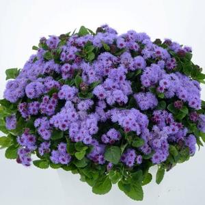 Ageratum Aguilera Violet 'Violet' Ageratum from Moose Crossing Garden Center