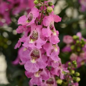 Angelonia angustifolia 'Archangel Pink Improved' Angelonia from Moose Crossing Garden Center
