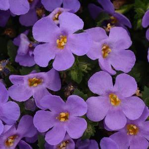 Bacopa Megacopa 'Blue' Bacopa from Moose Crossing Garden Center