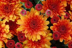 Chrysanthemum Garden Mum 'Autumn Glow' Garden Mum from Moose Crossing Garden Center