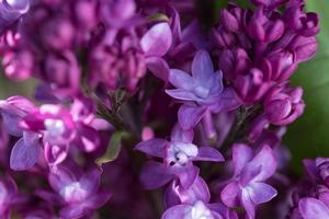 Syringa x. 'Virtual Violet' Lilac from Moose Crossing Garden Center