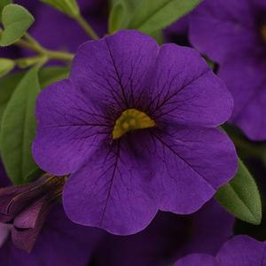Calibrachoa Cabaret 'Midnight Blue' Calibrachoa from Moose Crossing Garden Center