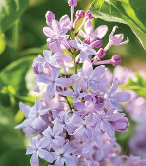Syringa vulgaris 'New Age Lavender' French Lilac from Moose Crossing Garden Center