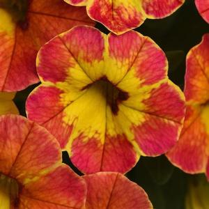 Calibrachoa Cabaret 'Diva Orange' Calibrachoa from Moose Crossing Garden Center