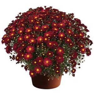 Chrysanthemum Garden Mum 'Bonnie' Garden Mum from Moose Crossing Garden Center