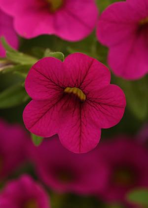 Calibrachoa Cabaret 'Neon Rose' Calibrachoa from Moose Crossing Garden Center
